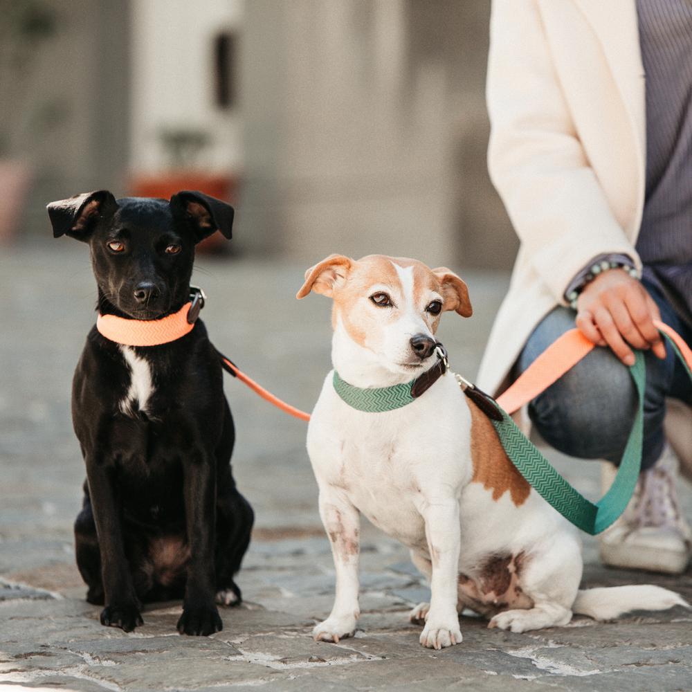 Dog Collar Jacquard | Kentucky Dogwear | Stylish — Image 17