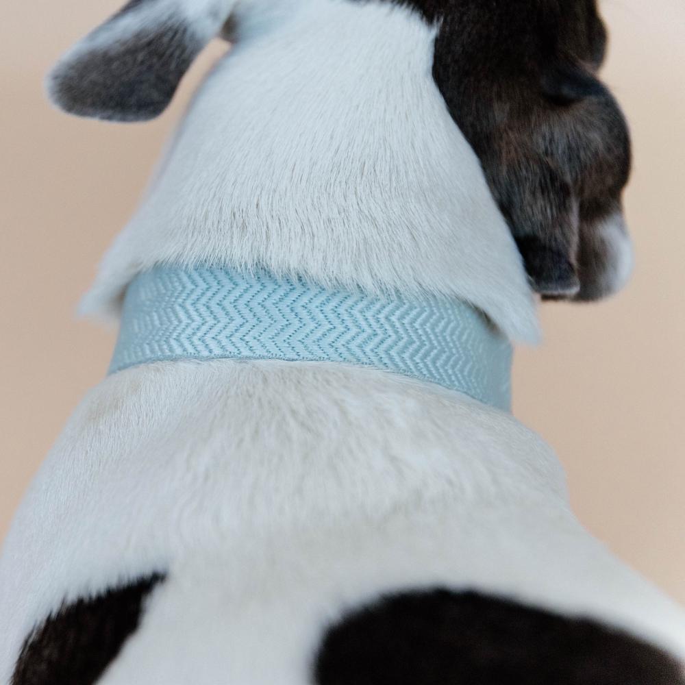 Dog Collar Jacquard | Kentucky Dogwear | Stylish — Image 10