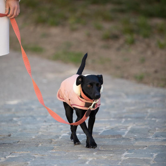 Dog Leash Jacquard | Kentucky Dogwear | Stylish — Image 2
