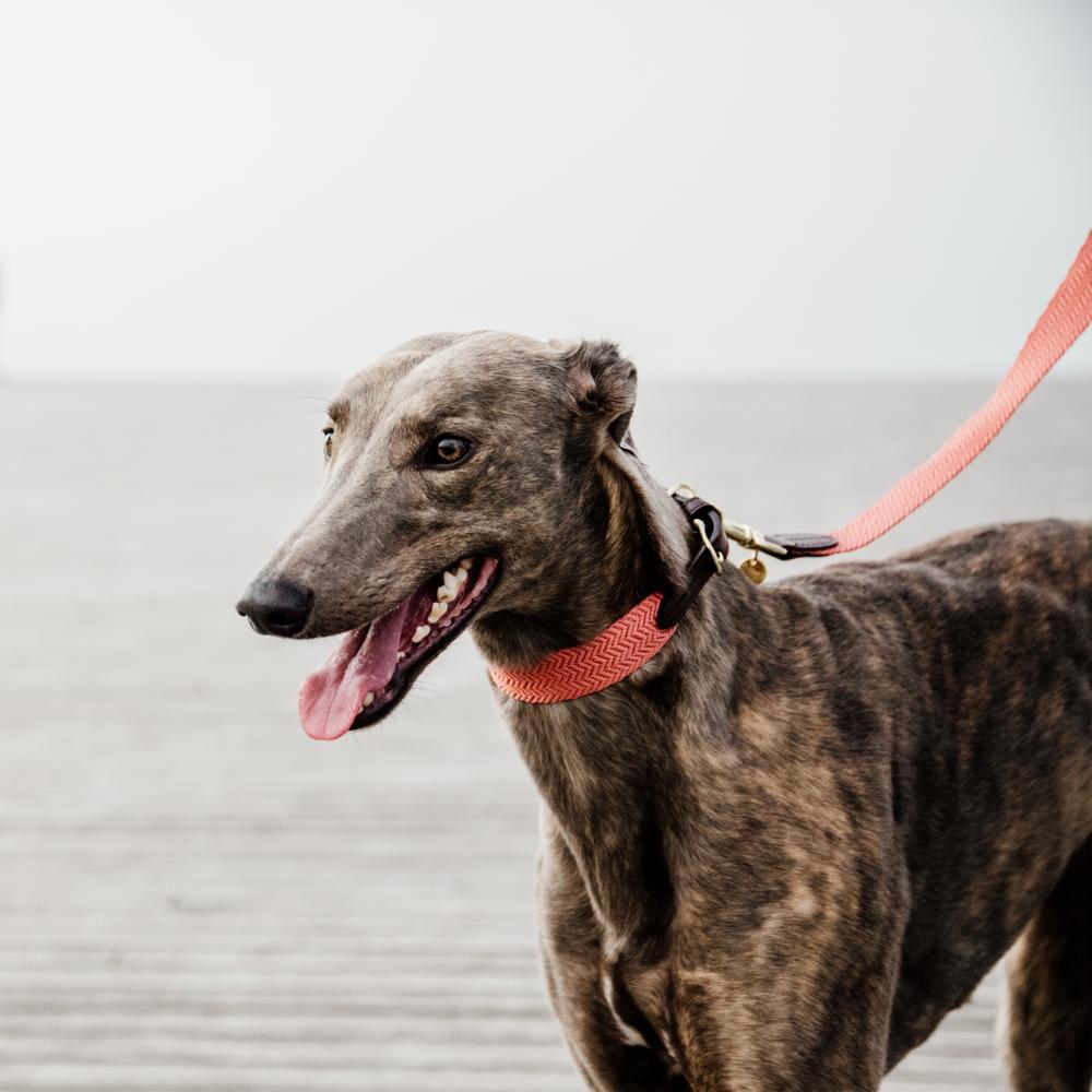 Dog Leash Jacquard | Kentucky Dogwear | Stylish — Image 4
