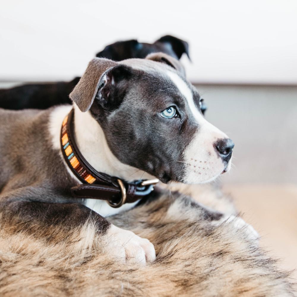 Dog Collar Handmade Pearls | Kentucky Dogwear | Stylish — Image 5
