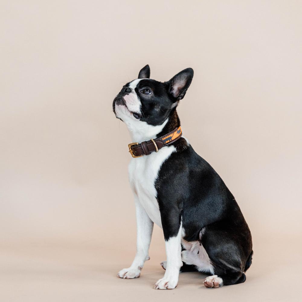 Dog Collar Handmade Pearls | Kentucky Dogwear | Stylish — Image 11