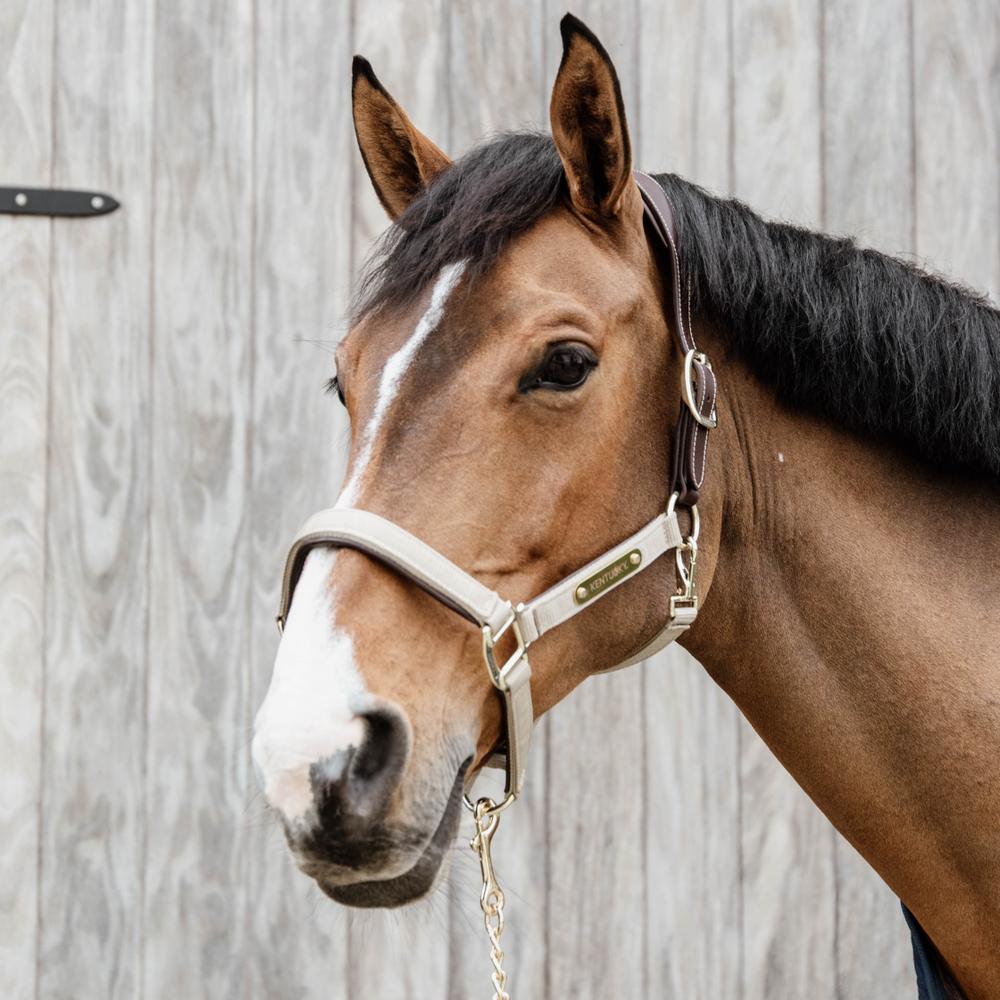 Nylon Anatomic Halter | Kentucky Horsewear | Durable — Image 10