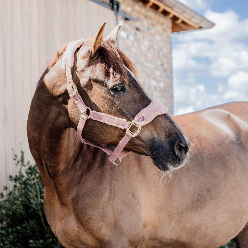 Teddy Fleece Halter | Kentucky Horsewear | Comfort — Image 5