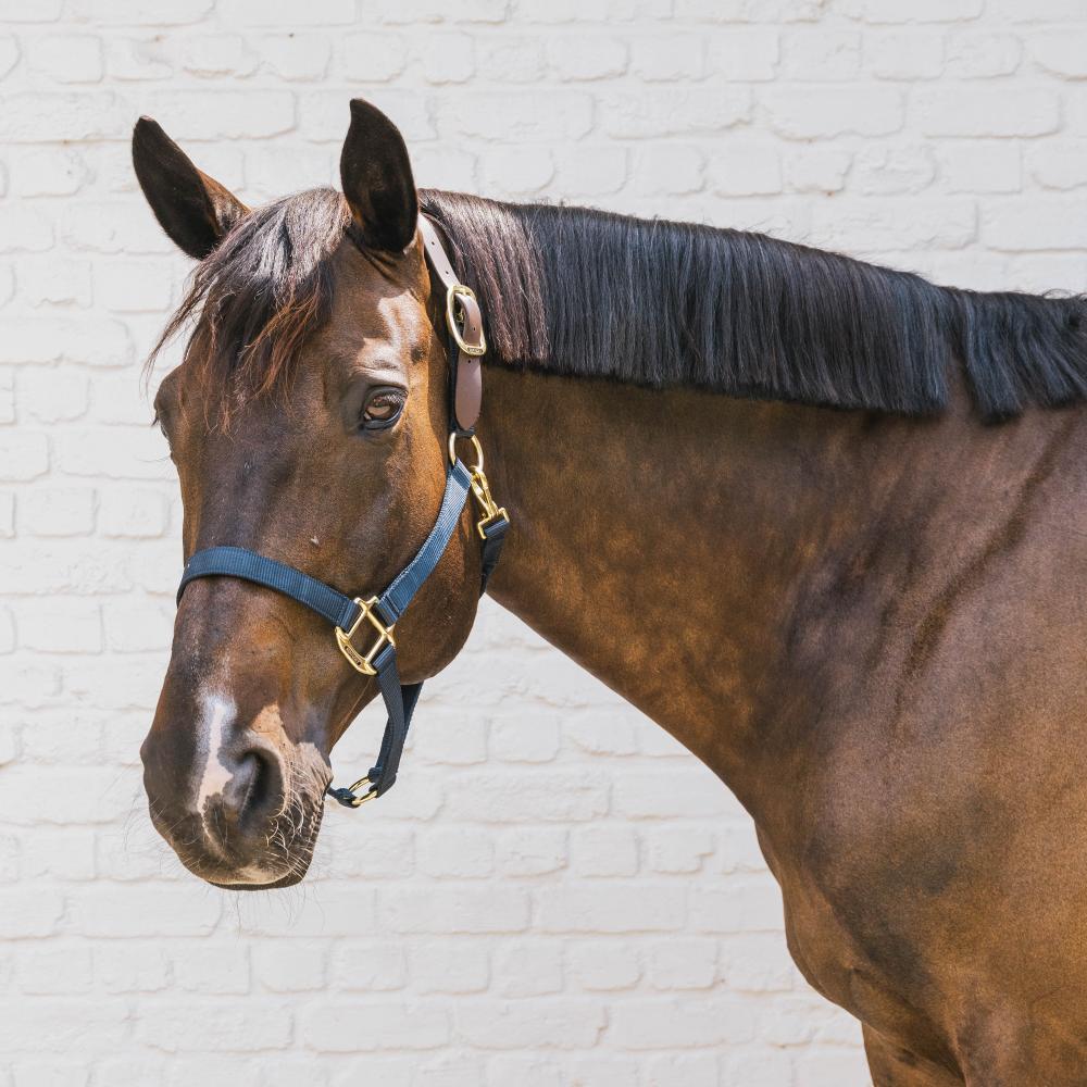 Nylon Halter Breakaway | Kentucky Horsewear | safety — Image 16