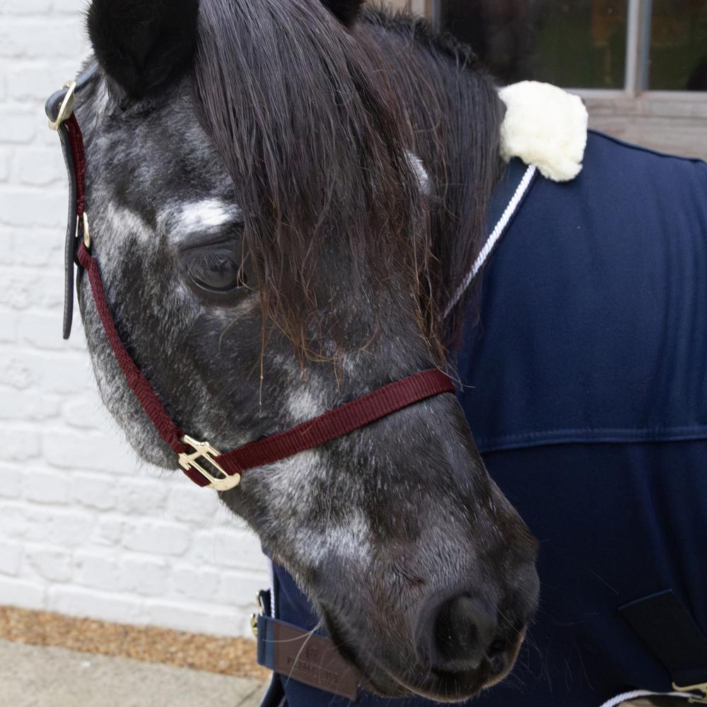 Nylon Halter Breakaway | Kentucky Horsewear | safety — Image 13