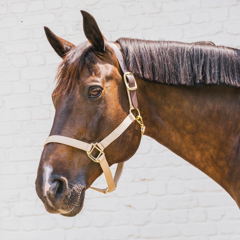 Nylon Halter Breakaway | Kentucky Horsewear | safety — Image 17