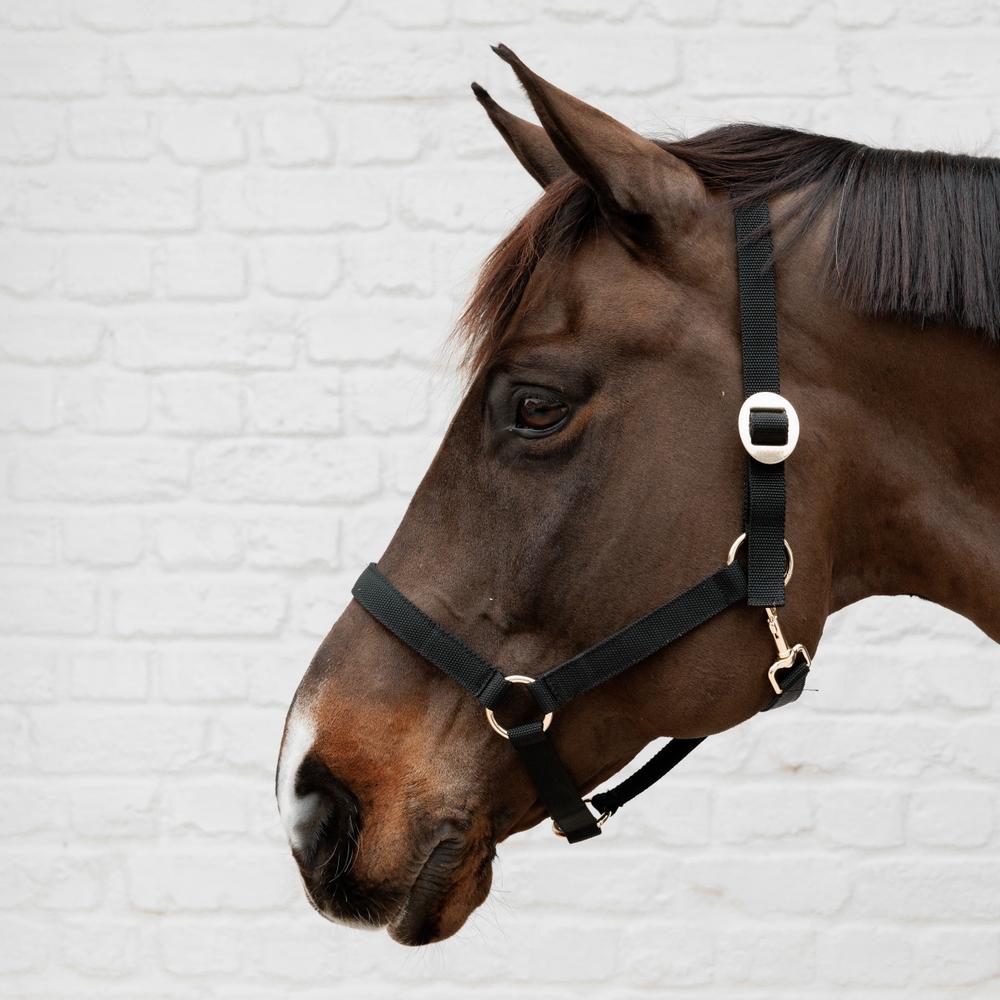 Nylon Halter | Kentucky Horsewear | Durable — Image 4