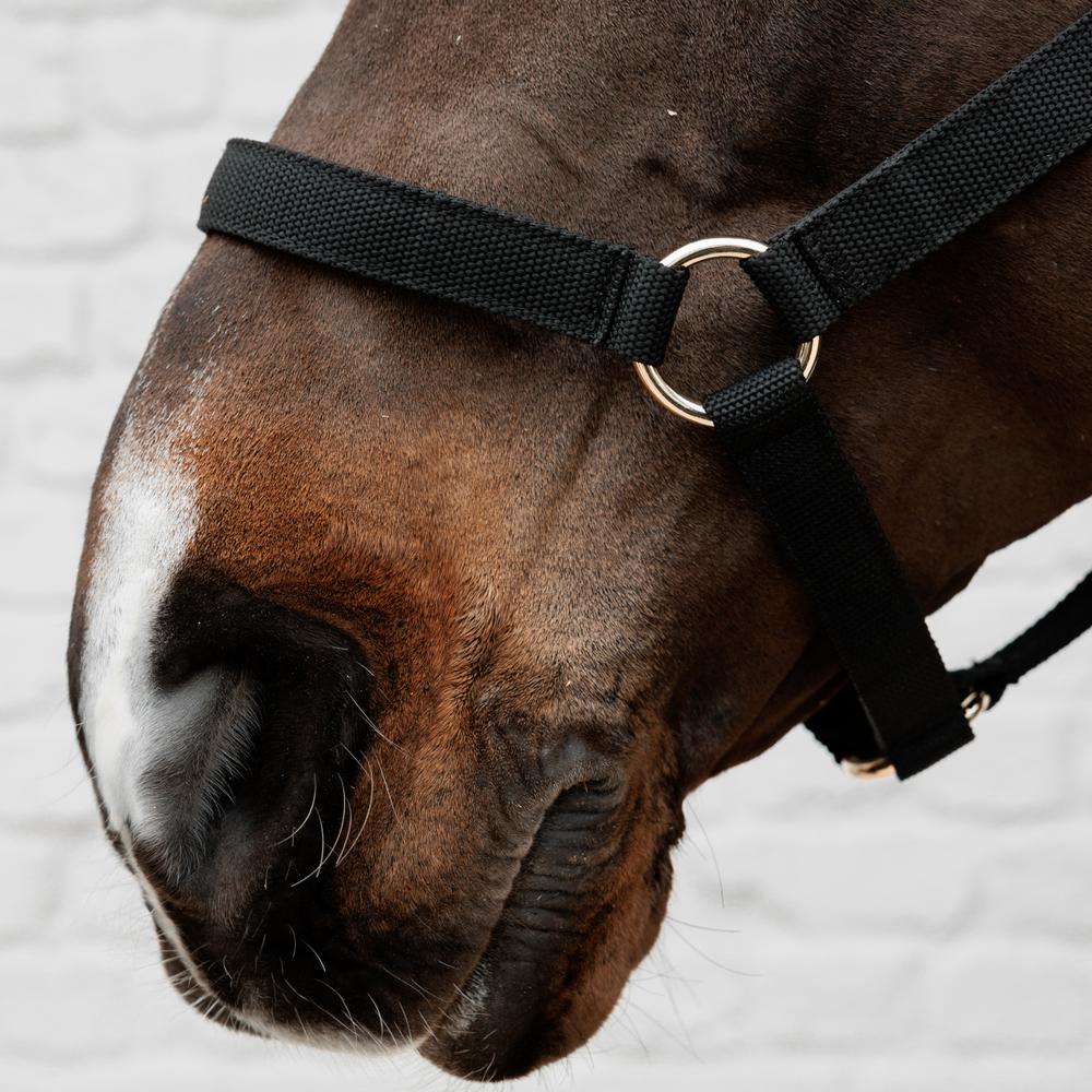 Nylon Halter | Kentucky Horsewear | Durable — Image 6