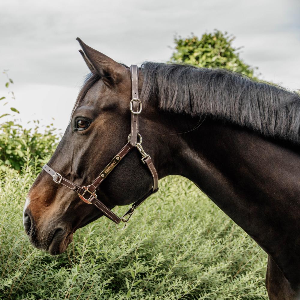 Leather Halter Flexible | Kentucky Horsewear | Versatile — Image 5