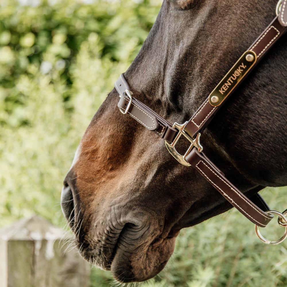 Leather Halter Flexible | Kentucky Horsewear | Versatile — Image 4