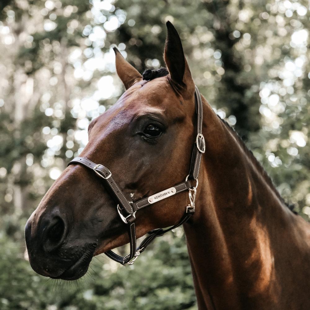 Leather Halter Flexible | Kentucky Horsewear | Versatile — Image 2