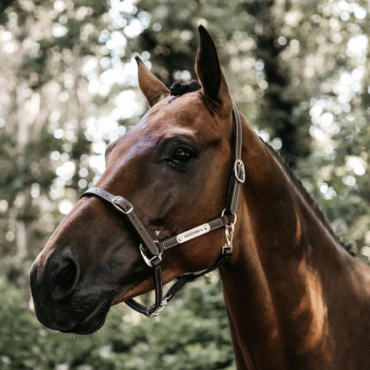 Leather Halter Flexible | Kentucky Horsewear | Versatile — Image 2