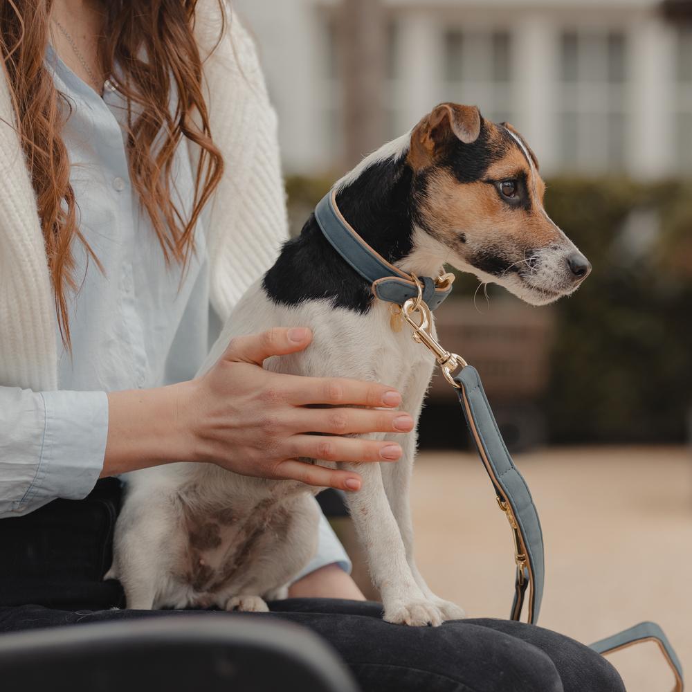 Dog Collar Soft Vegan Leather | Kentucky Dogwear | eco-friendly — Image 15