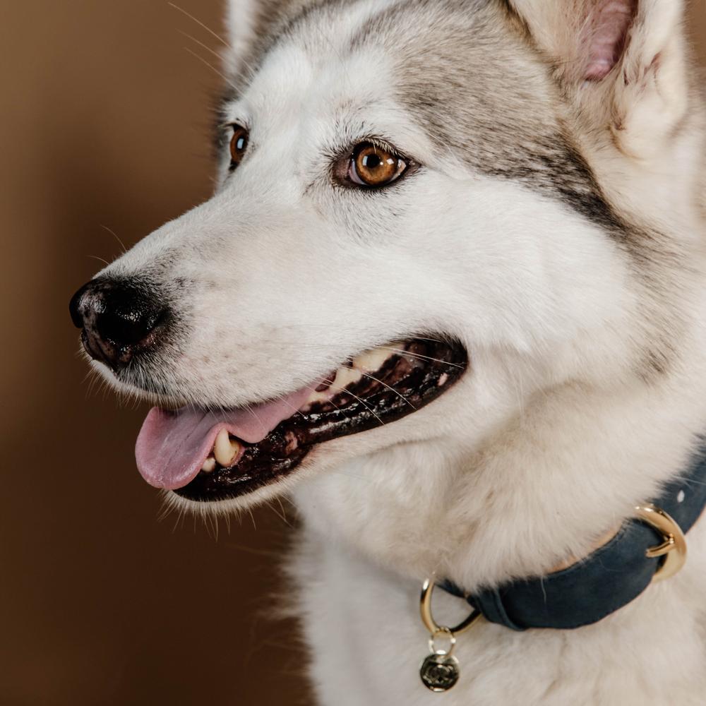 Dog Collar Soft Vegan Leather | Kentucky Dogwear | eco-friendly — Image 16