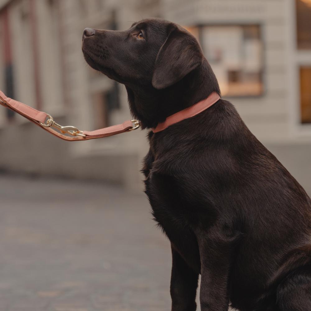 Dog Collar Soft Vegan Leather | Kentucky Dogwear | eco-friendly — Image 7
