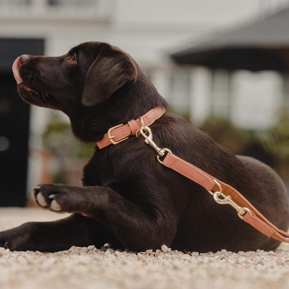 Dog Collar Soft Vegan Leather | Kentucky Dogwear | eco-friendly — Image 11