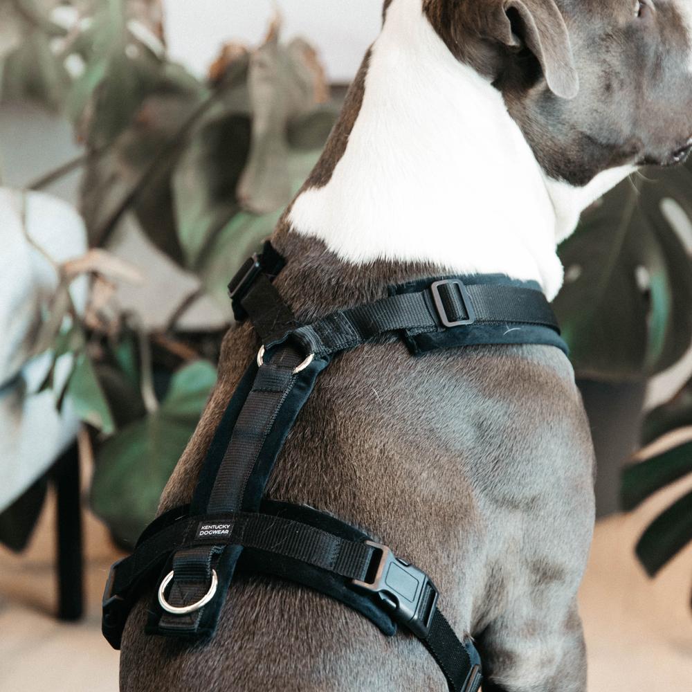 Dog Harness Active Velvet | Kentucky Dogwear | Comfort — Image 14