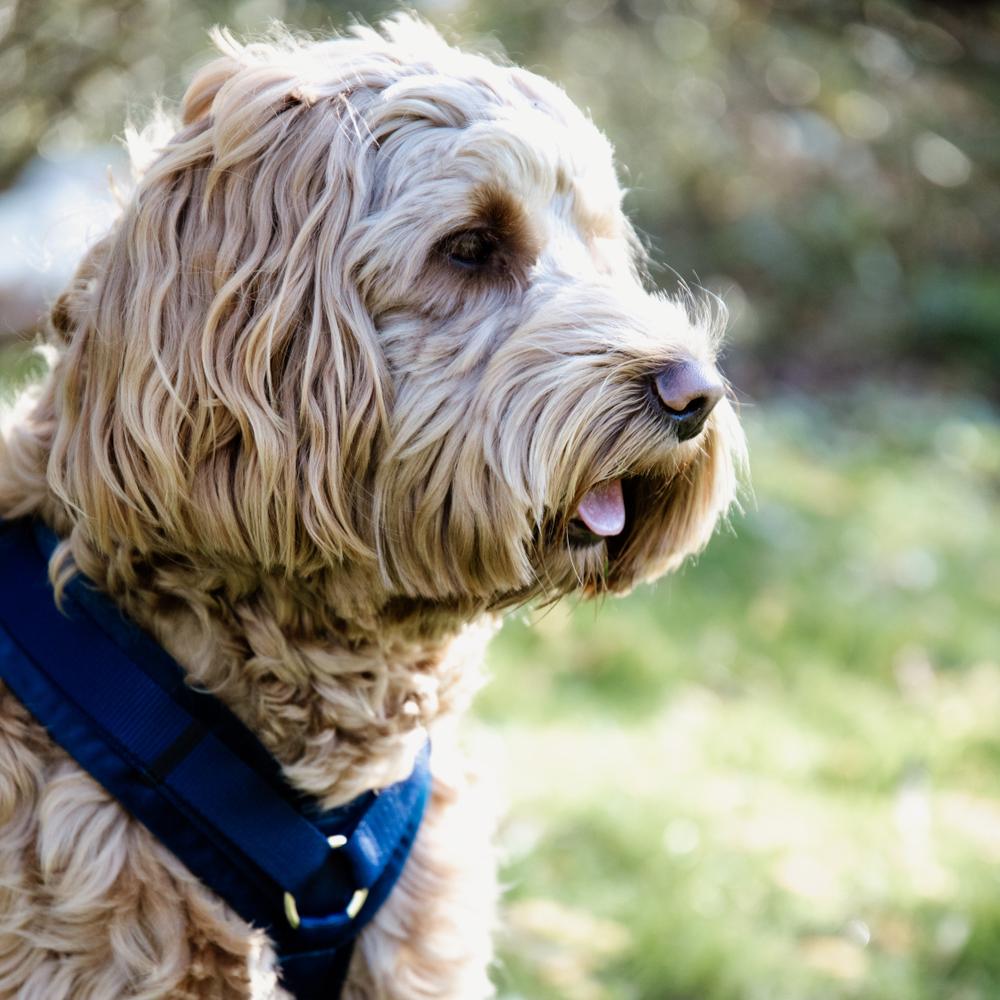 Dog Harness Active Velvet | Kentucky Dogwear | Comfort — Image 12
