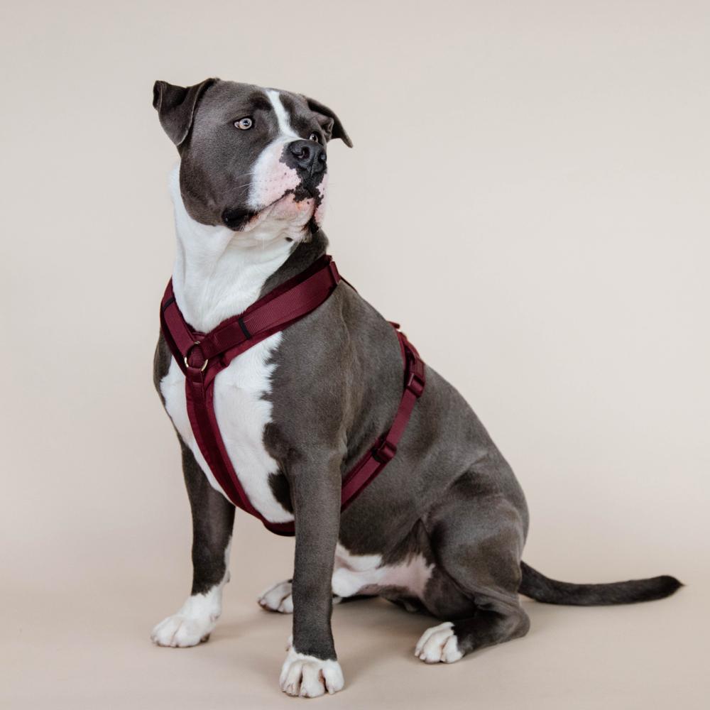 Dog Harness Active Velvet | Kentucky Dogwear | Comfort — Image 2