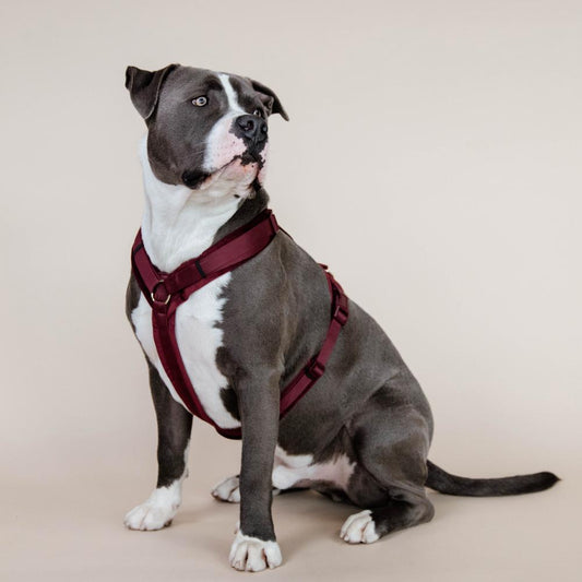 Dog Harness Active Velvet | Kentucky Dogwear | Comfort — Image 2