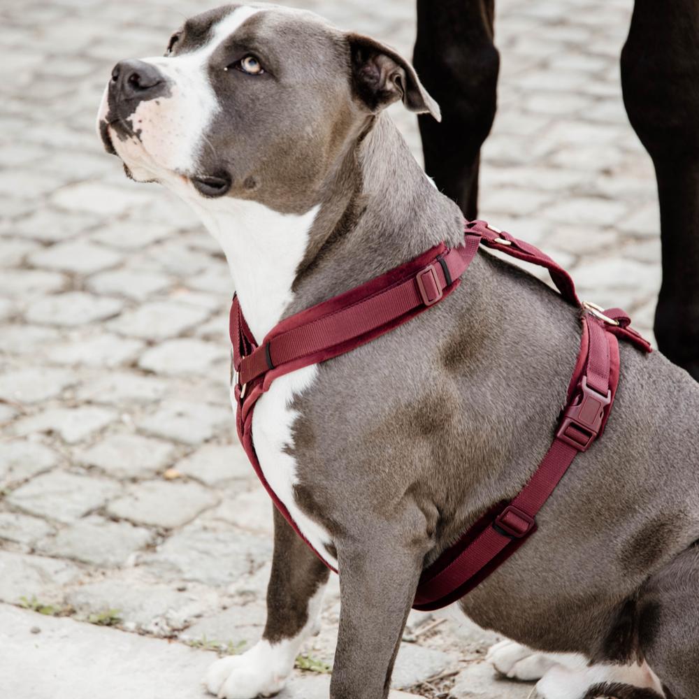 Dog Harness Active Velvet | Kentucky Dogwear | Comfort — Image 4