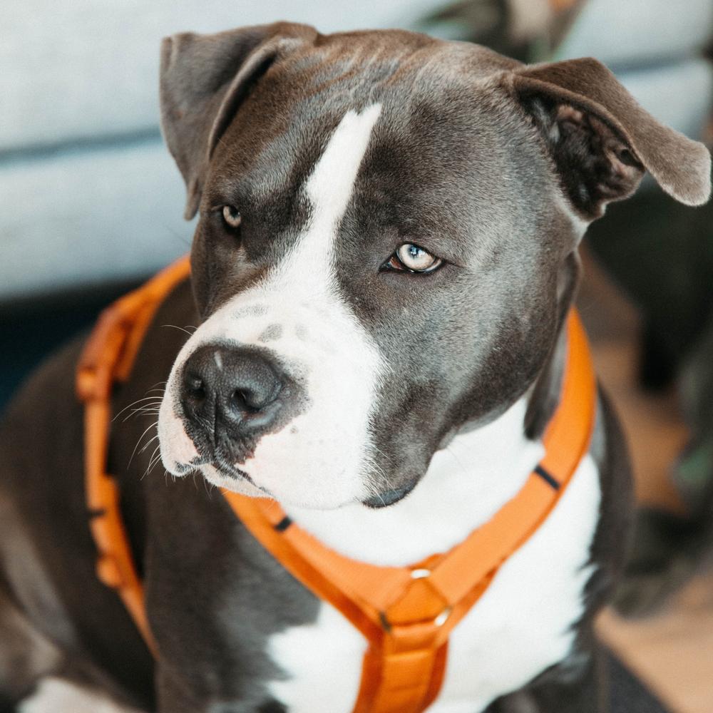Dog Harness Active Velvet | Kentucky Dogwear | Comfort — Image 8