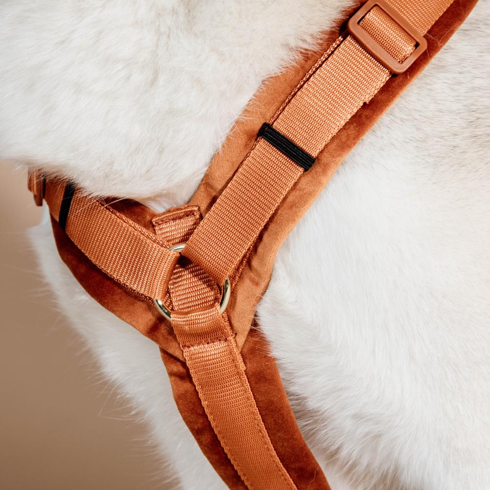 Dog Harness Active Velvet | Kentucky Dogwear | Comfort — Image 17
