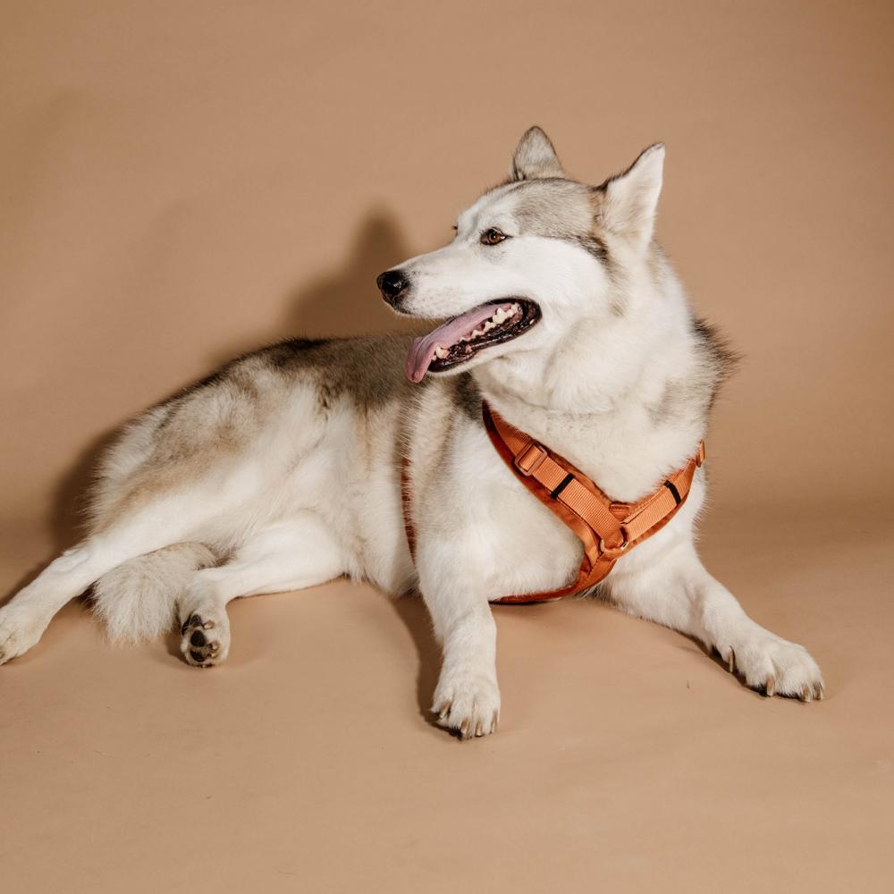 Dog Harness Active Velvet | Kentucky Dogwear | Comfort — Image 18