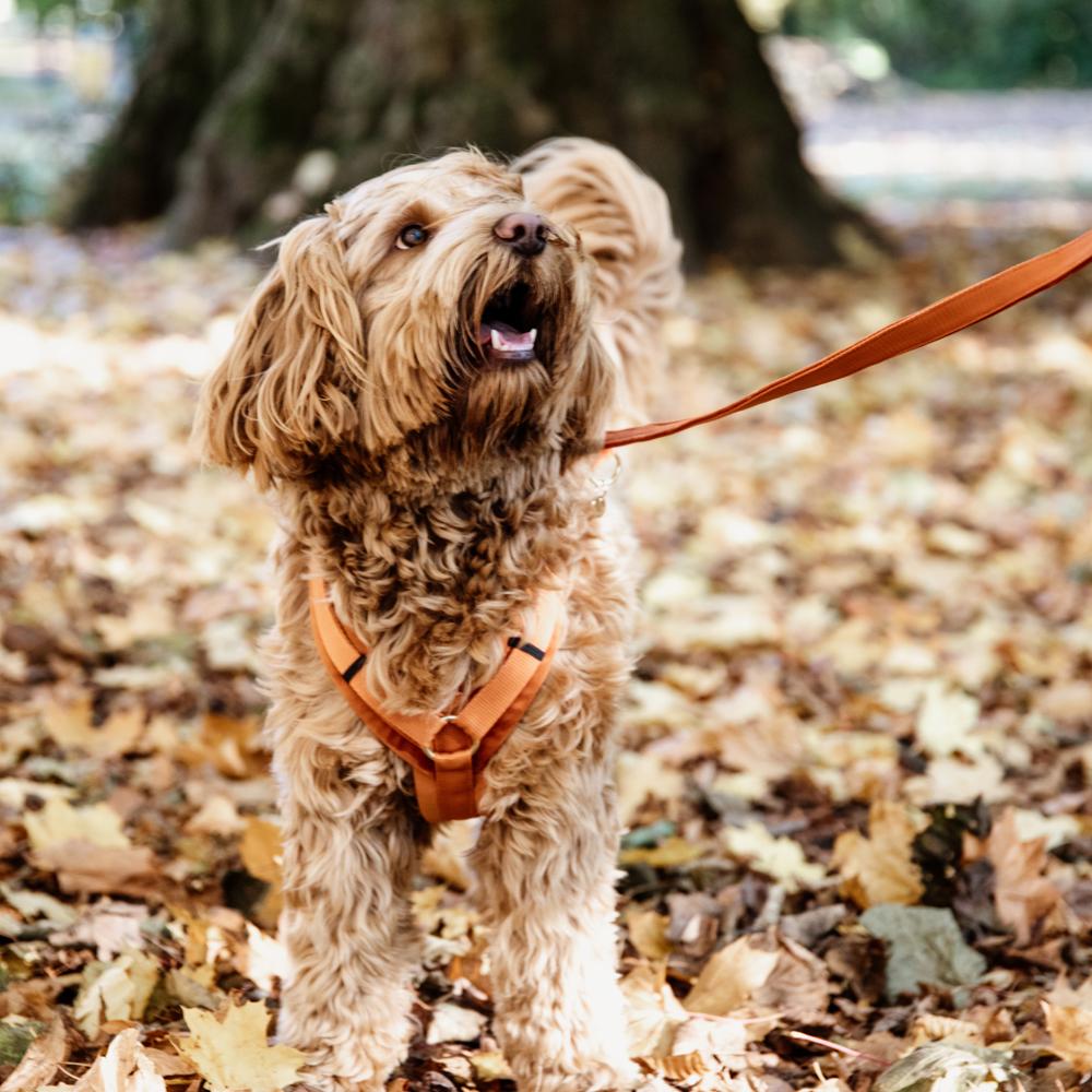 Dog Harness Active Velvet | Kentucky Dogwear | Comfort — Image 19
