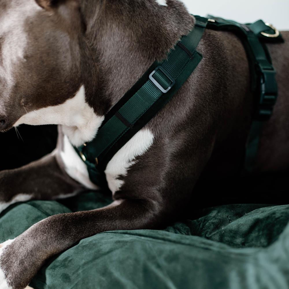 Dog Harness Active Velvet | Kentucky Dogwear | Comfort — Image 6