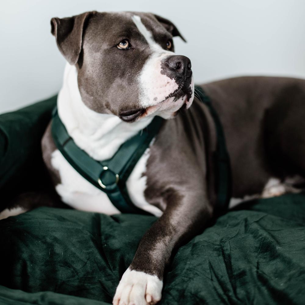 Dog Harness Active Velvet | Kentucky Dogwear | Comfort — Image 15