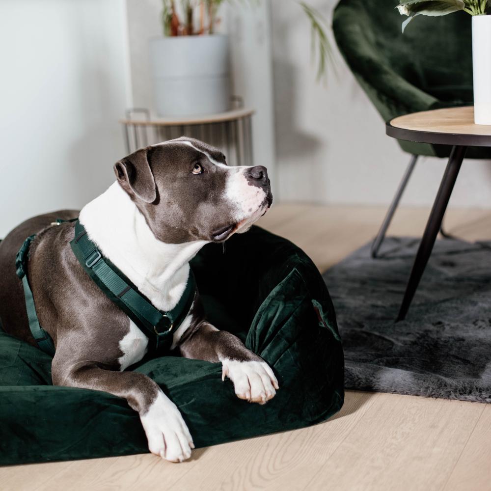Dog Harness Active Velvet | Kentucky Dogwear | Comfort — Image 16