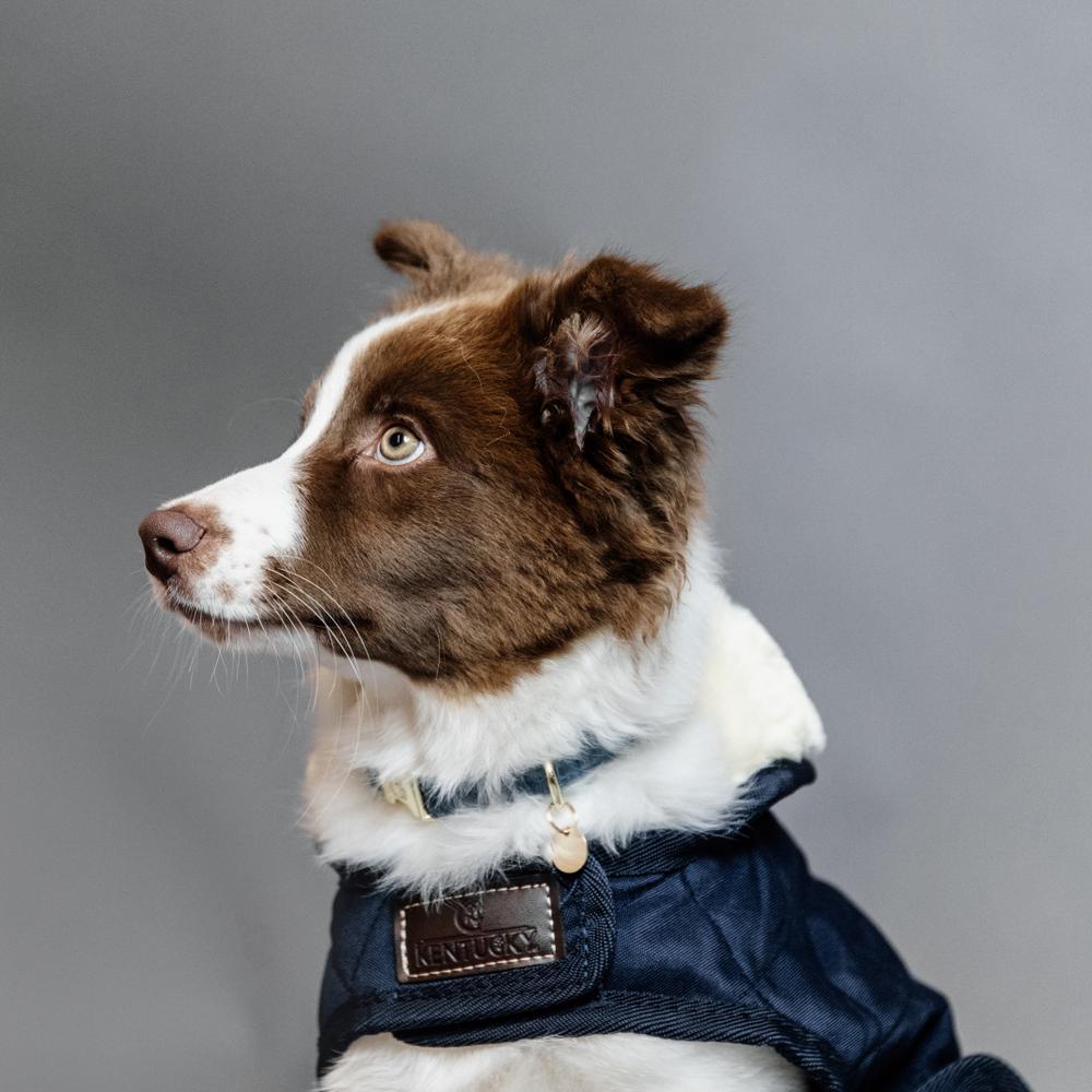 Dog Coat Original | Kentucky Dogwear | Warmth — Image 14