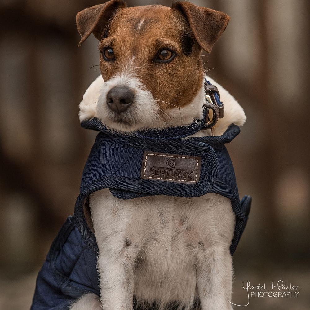 Dog Coat Original | Kentucky Dogwear | Warmth — Image 15