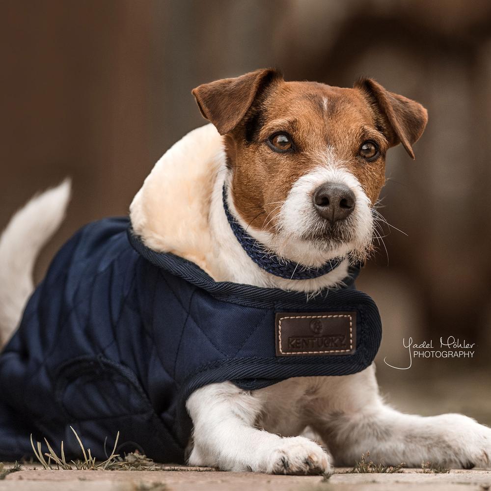 Dog Coat Original | Kentucky Dogwear | Warmth — Image 16