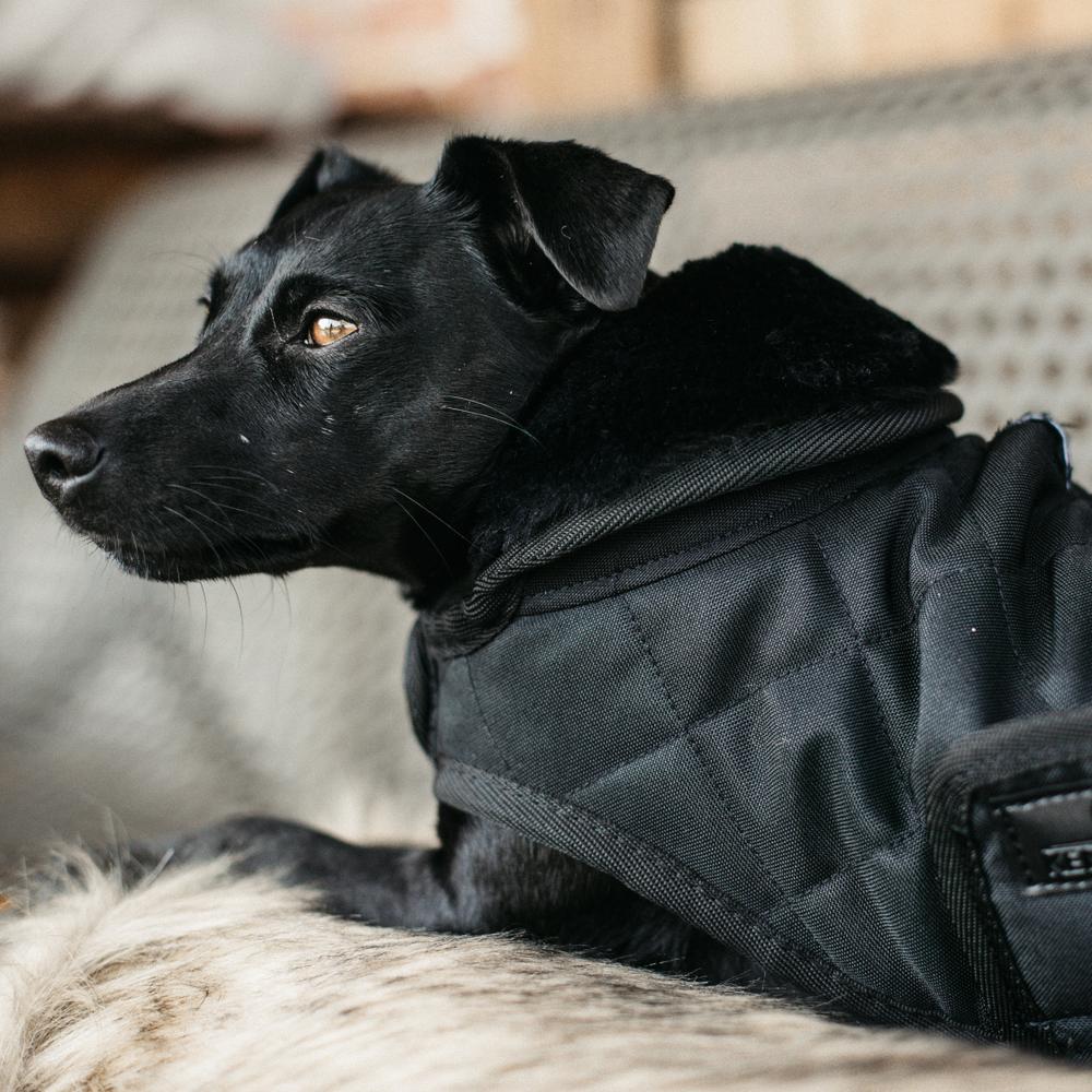 Dog Coat Original | Kentucky Dogwear | Warmth — Image 17