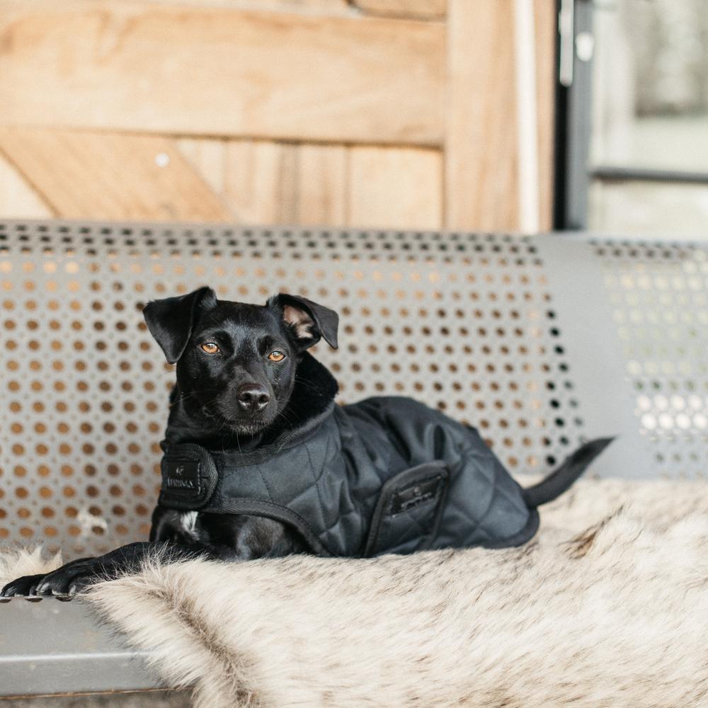 Dog Coat Original | Kentucky Dogwear | Warmth — Image 18