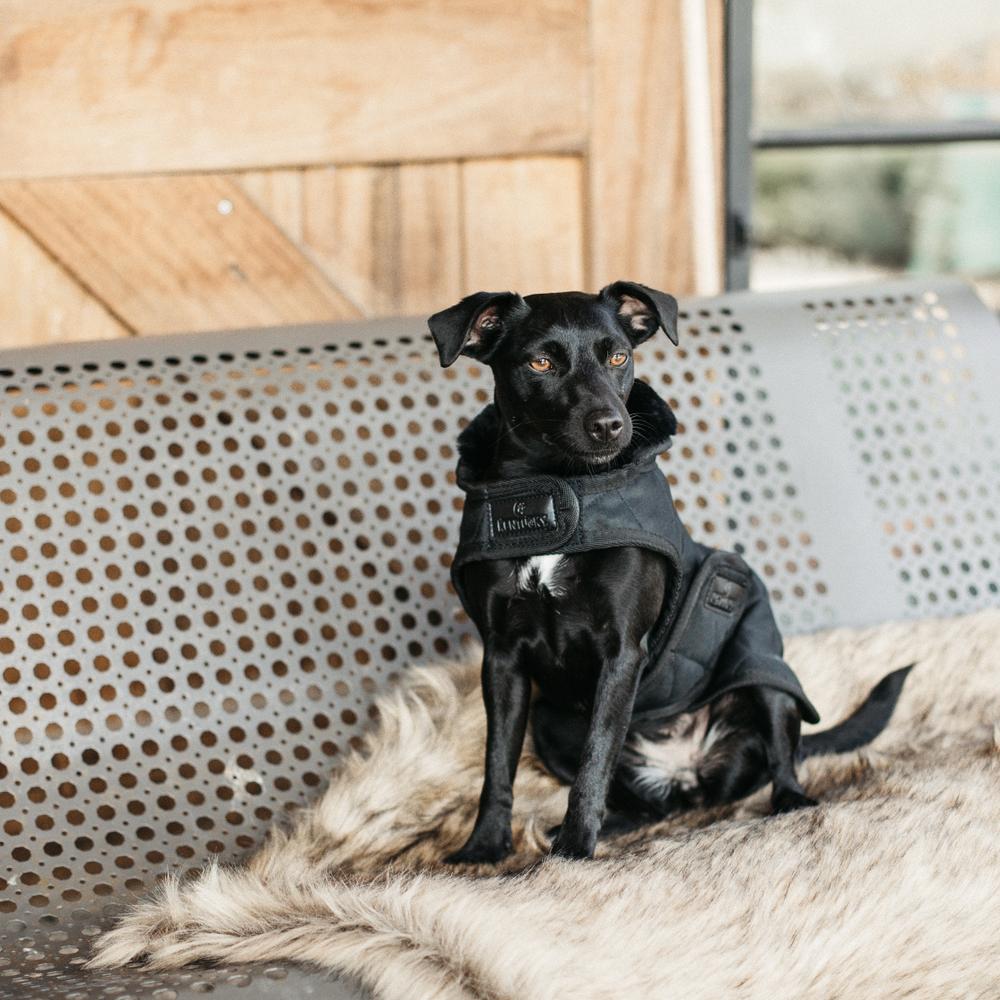 Dog Coat Original | Kentucky Dogwear | Warmth — Image 19