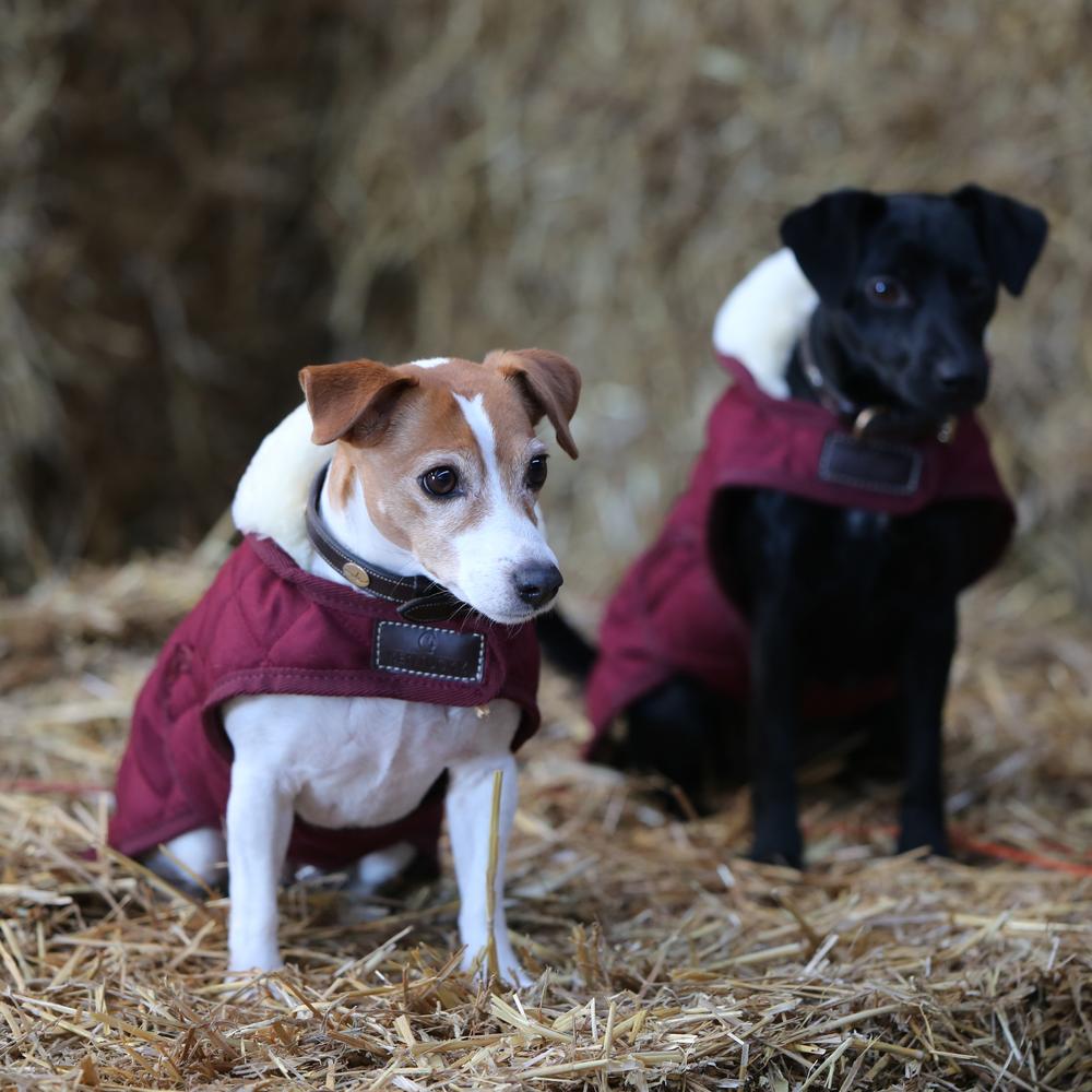 Dog Coat Original | Kentucky Dogwear | Warmth — Image 3