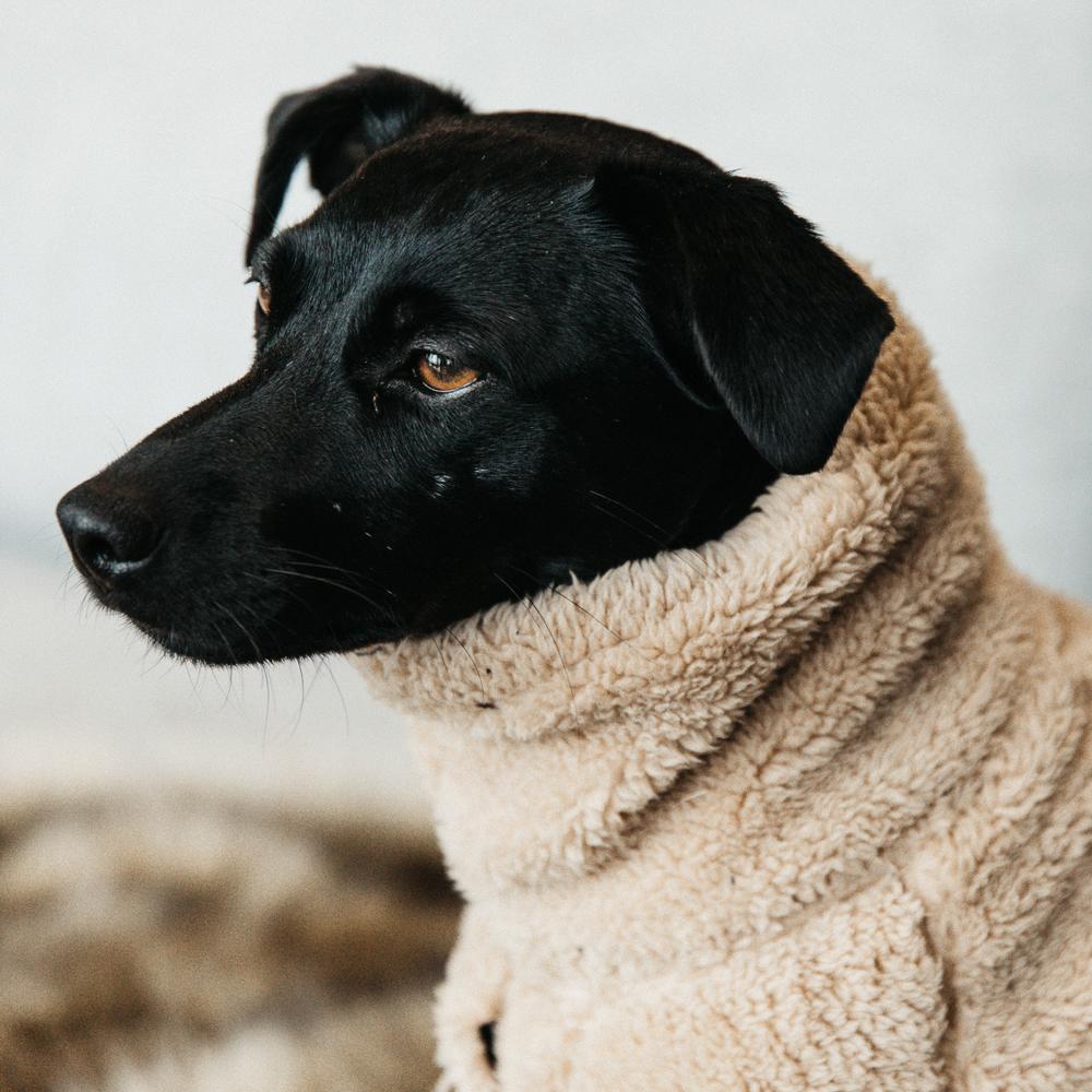 Dog Sweater Teddy Fleece | Kentucky Dogwear | Warmth — Image 3