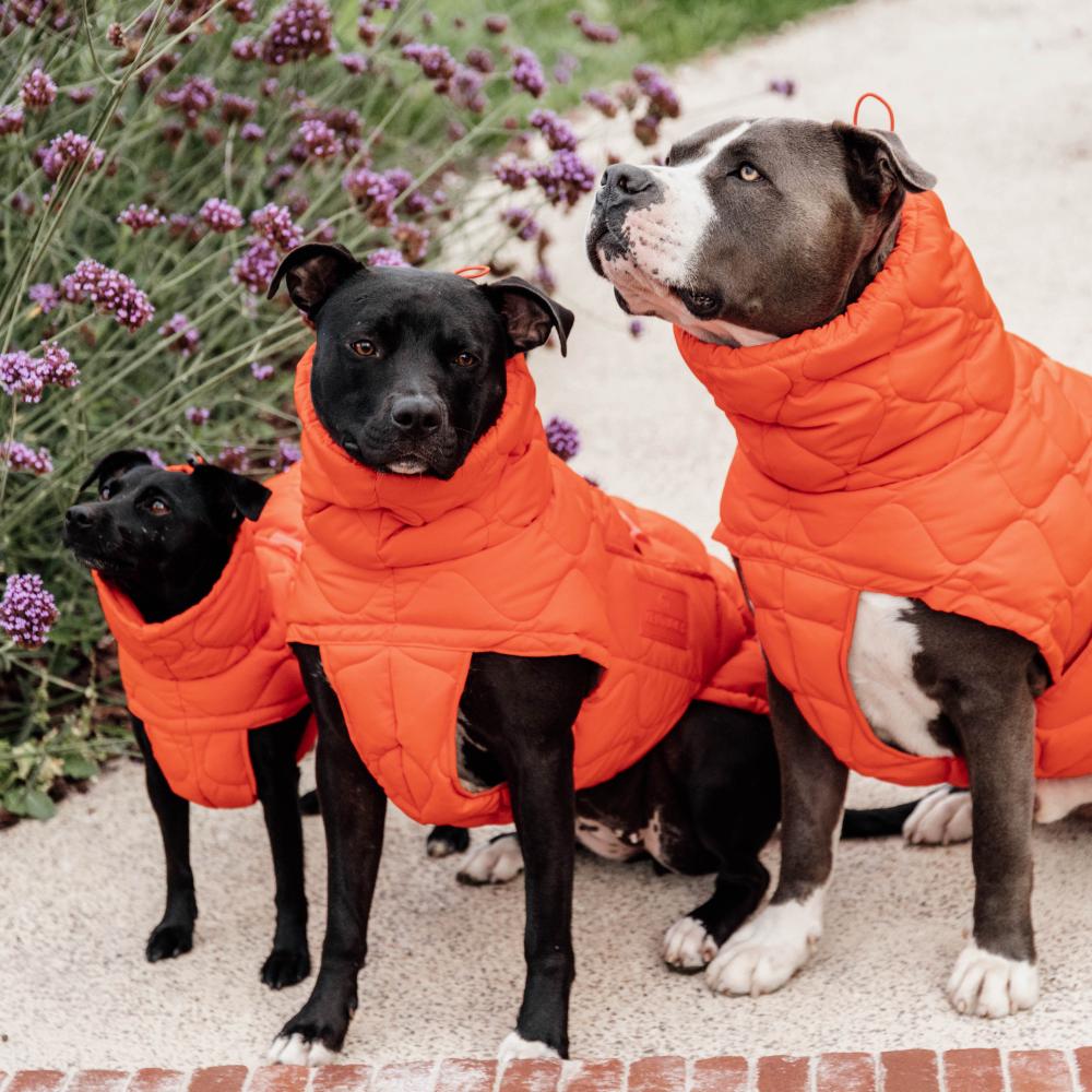 Dog Coat Winter Pina | Kentucky Dogwear | Stylish — Image 2