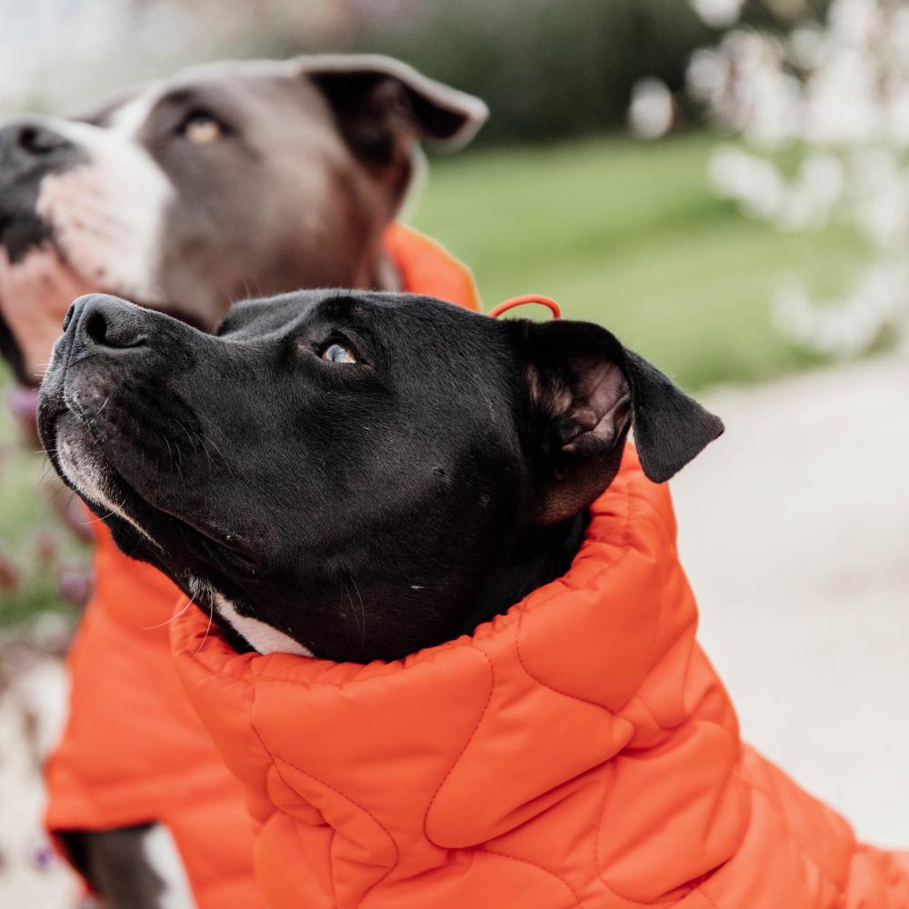 Dog Coat Winter Pina | Kentucky Dogwear | Stylish — Image 4