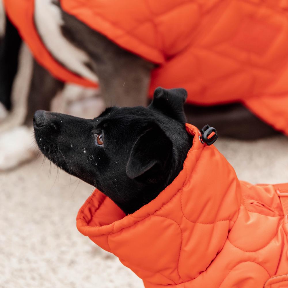 Dog Coat Winter Pina | Kentucky Dogwear | Stylish — Image 5