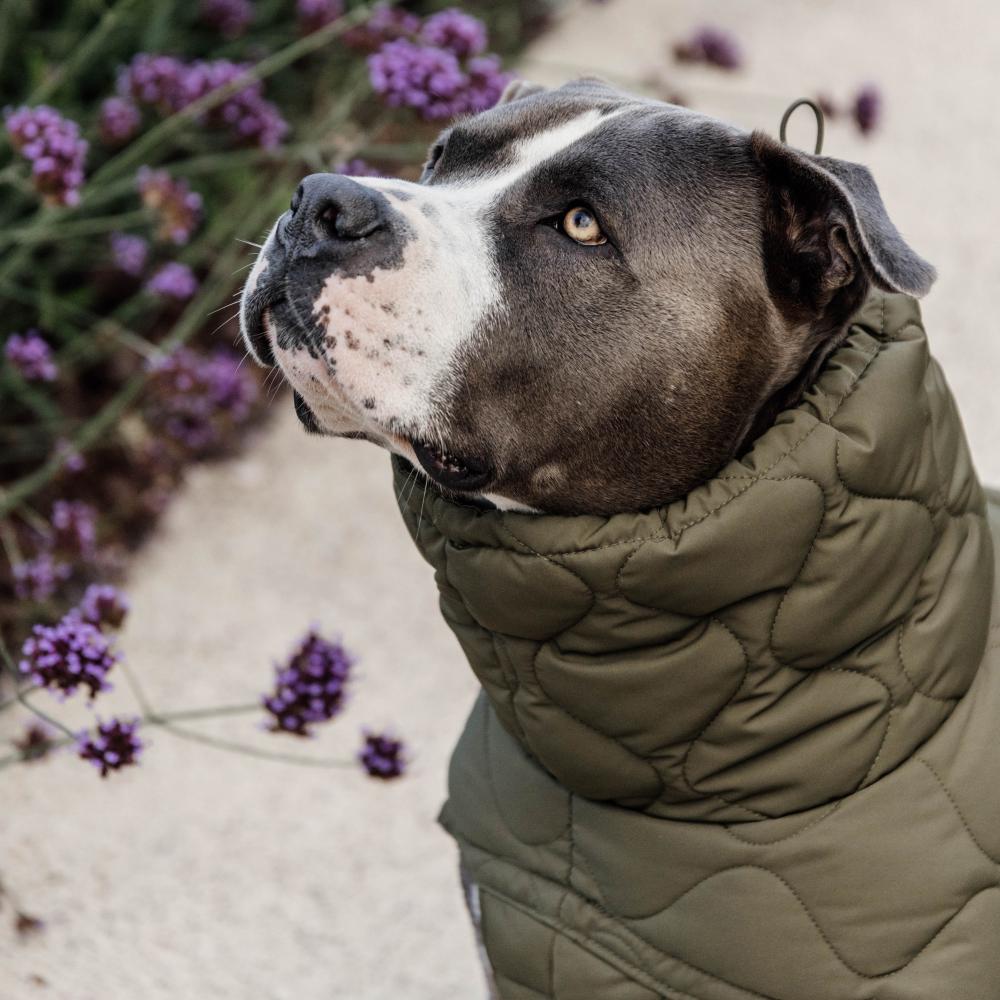 Dog Coat Winter Pina | Kentucky Dogwear | Stylish — Image 10