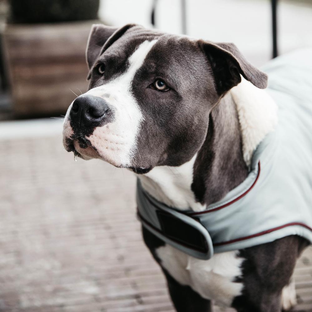 Dog Coat Waterproof 160g | Kentucky Dogwear | Waterproof — Image 8