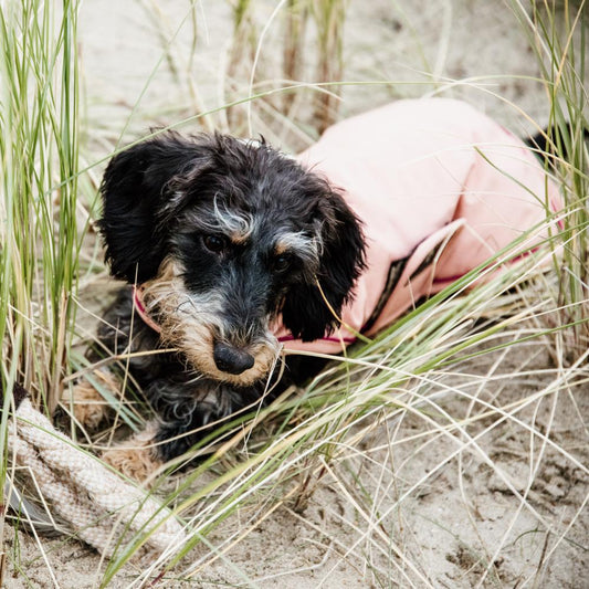 Dog Coat Waterproof 160g | Kentucky Dogwear | Waterproof — Image 2