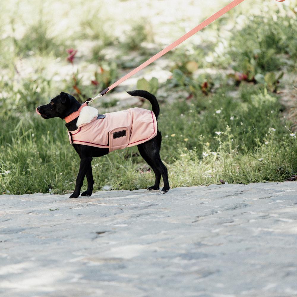 Dog Coat Waterproof 160g | Kentucky Dogwear | Waterproof — Image 4