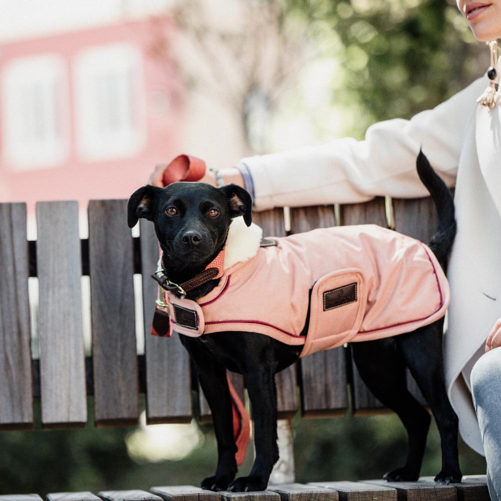 Dog Coat Waterproof 160g | Kentucky Dogwear | Waterproof — Image 5