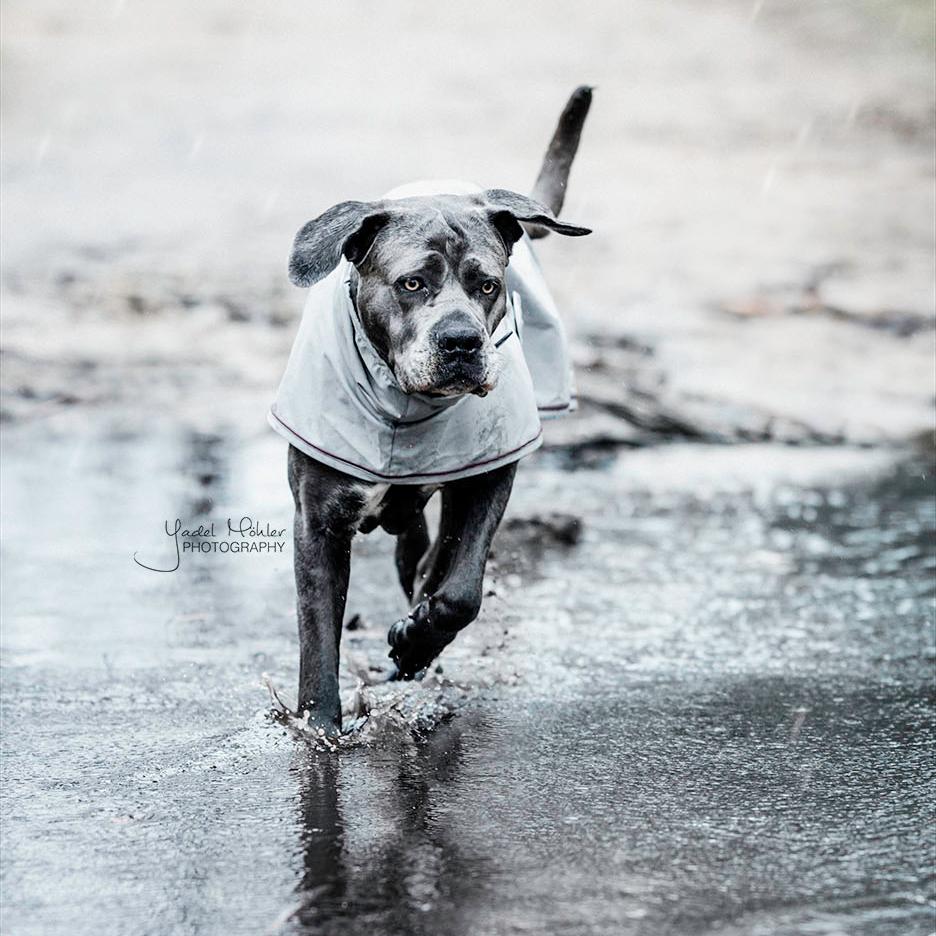 Dog Raincoat | Kentucky Dogwear | lightweight — Image 5